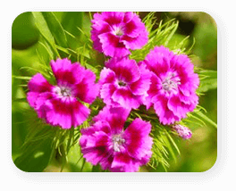 BARDANA